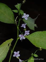 Nilgirianthus ciliatus flower1.jpg